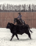 Дария Бойцова и квортерхорс Мелоди, Happy Farm