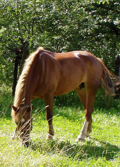 http://www.equestrian.ru/photos/user_photos/a_041453.jpg