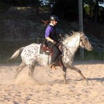 Jogging. Leo [appaloosa, 5 лет]