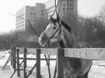 Морозное утро