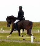 typical icelandic horse trot...:)