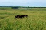 Это такая трава высокая, или такая лошадка маленькая? =))))))