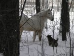 Догоняшки юнца  Шара и полярного мишки Белоснежки (пправда, на этот раз сомнительной белизны)  ;))