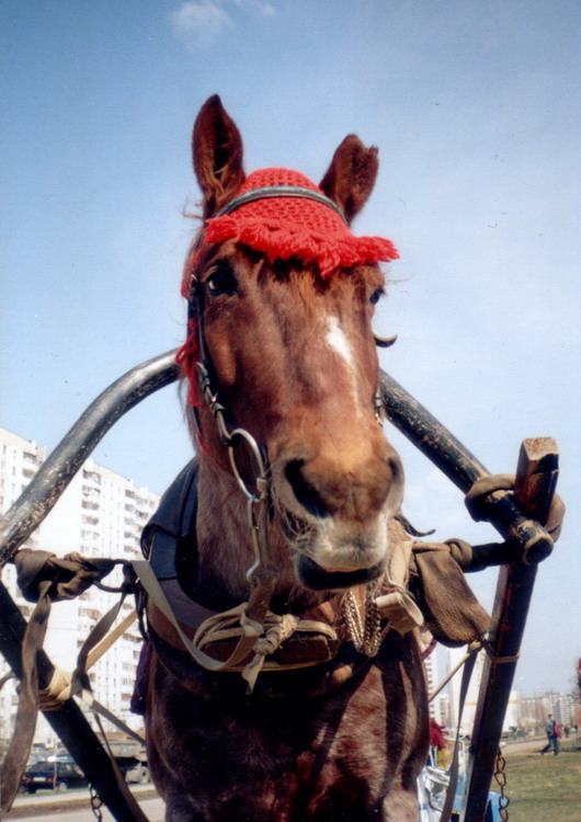 http://www.equestrian.ru/photos/user_photos/a_2a1da3.jpg