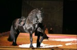 . EQUITANA - всемирная ярмарка конного спорта - происходила с 26.02.05 по 6.03.05 в Германии штадт Эссен .