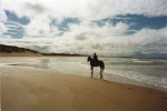 Ireland. Sligo. Irish Sport Horse.