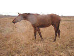 "Дикая" табунная лошадь