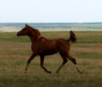 Казарка 56-05 - 1 год