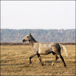 Палево-палево, ня-ня-ня, а я тут не причём, сваливаем отсюда паа-тиии-хооо-ничку :D