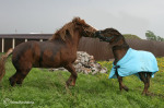 Гита - единственная лошадь, которая смогла поставит Дочу на место. Видимо размер все-таки имеет значение :))