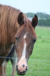 Лошадь зовут Сосa-cola:)))))фотография загружена на сайт с разрешением автора!