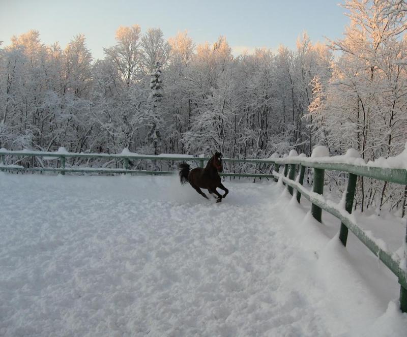 http://www.equestrian.ru/photos/user_photos/a_682da6.jpg