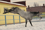 Радости, свежевыпавшему снегу, не было предела!!!