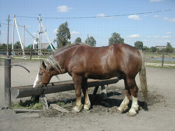 Купить лошадь тульская область. Лошадь экстерьер тяжеловоз. Белорусский тяжеловоз лошадь. Племенное коневодство Владимирская тяжеловозная. Племенные лошади.