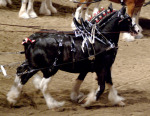 соревнования тяжиков. Допускались Clydesdale, Shire, Percheron, Belgian Draft. Кто из них эти ребятки, я не знаю:)