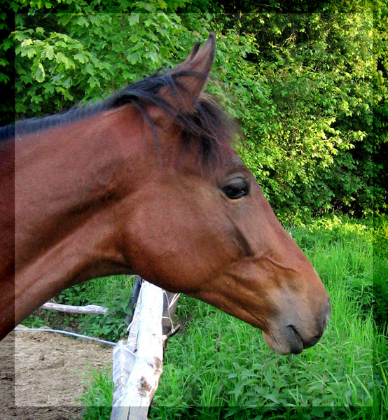 http://www.equestrian.ru/photos/user_photos/a_a97bb7.jpg