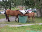лошади с Соловецких островов