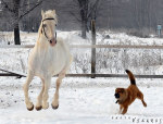 Снежок и веселый неизвестный щен