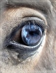 Бездонная синь глаз Арамиса