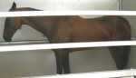ахалтекинская порода,масть гнедая,год 2004,место рождения ооо ставропольский конный завод №170 победитель выставки эквирос 2006,2007