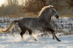 ...даже кошмарный крокодил, а может быть таким красивым...