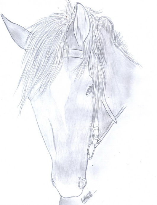 http://www.equestrian.ru/photos/user_photos/a_d12845.jpg