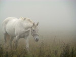 ...Лошадь, белая лошадь,.. как она там, в тумане....