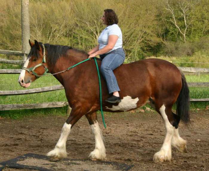 http://www.equestrian.ru/photos/user_photos/a_e9c459.jpg/