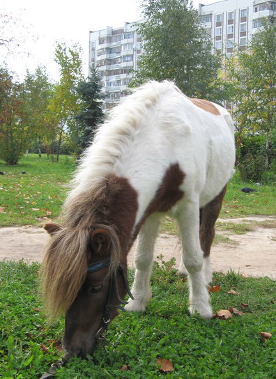 http://www.equestrian.ru/photos/user_photos/a_eee024.jpg
