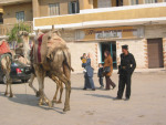 По улочкам бродят верблюды и ослы