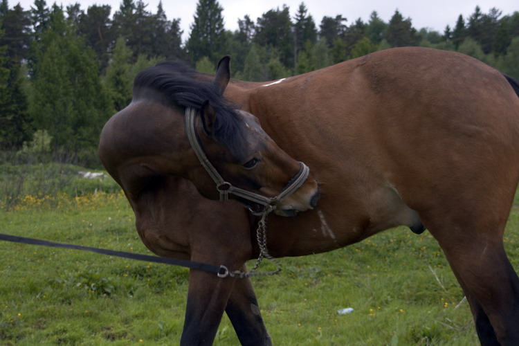 http://www.equestrian.ru/photos/user_photos/a_f25f35.jpg