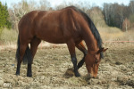 Equus caballus